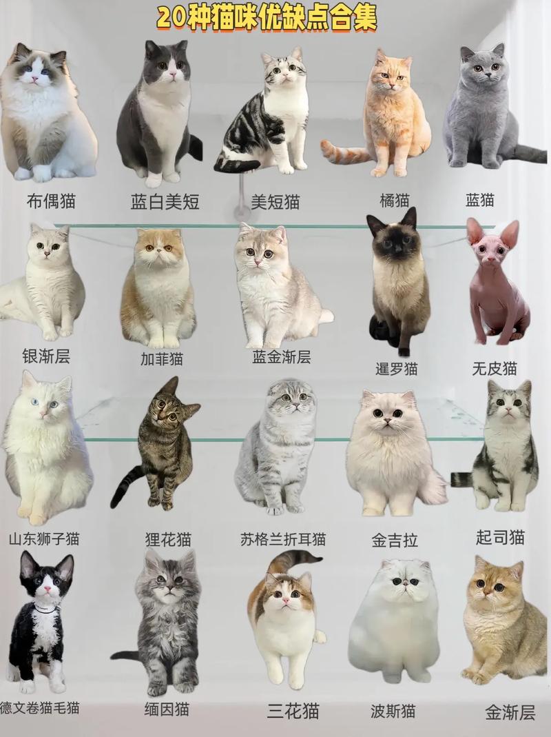 不想养猫又送不出去怎么办,如果不想养猫了应该送去哪里