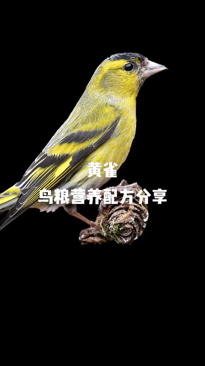 黄雀会几种鸟叫,黄雀会几种鸟叫吗