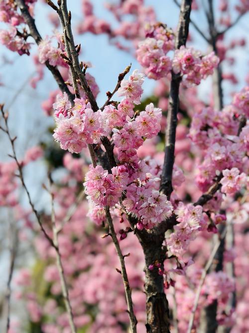 玄武湖樱花品种,玄武湖的樱花花期
