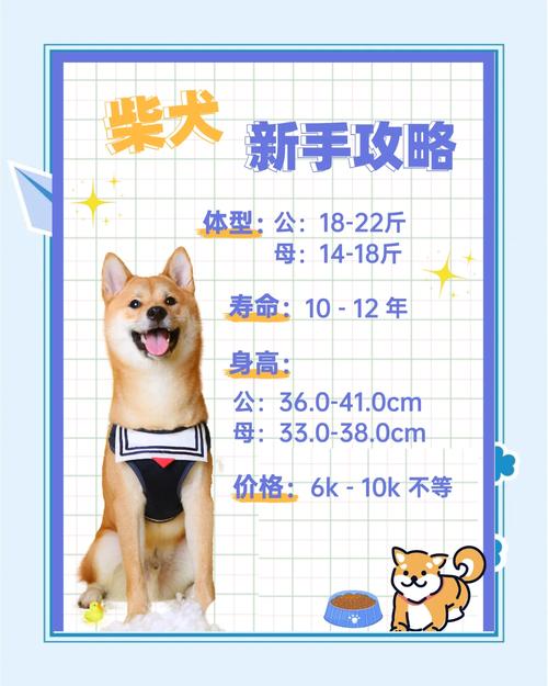 轻松掌握柴犬币交易今日价格，把握投资良机